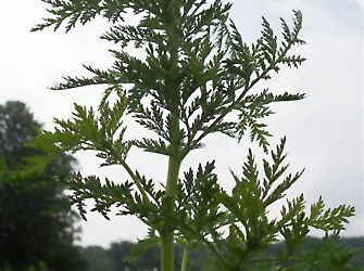 Artemizyna (Artemisia annua, Bylica roczna)