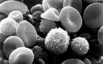 Witamina C wpływa na biologię i funkcję komórek macierzystych szpiku oraz może hamować progresję niektórych typów białaczek.